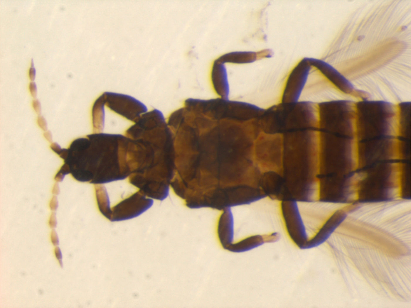Gynaikothrips liliaceae image