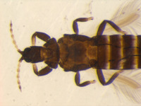 Gynaikothrips liliaceae image