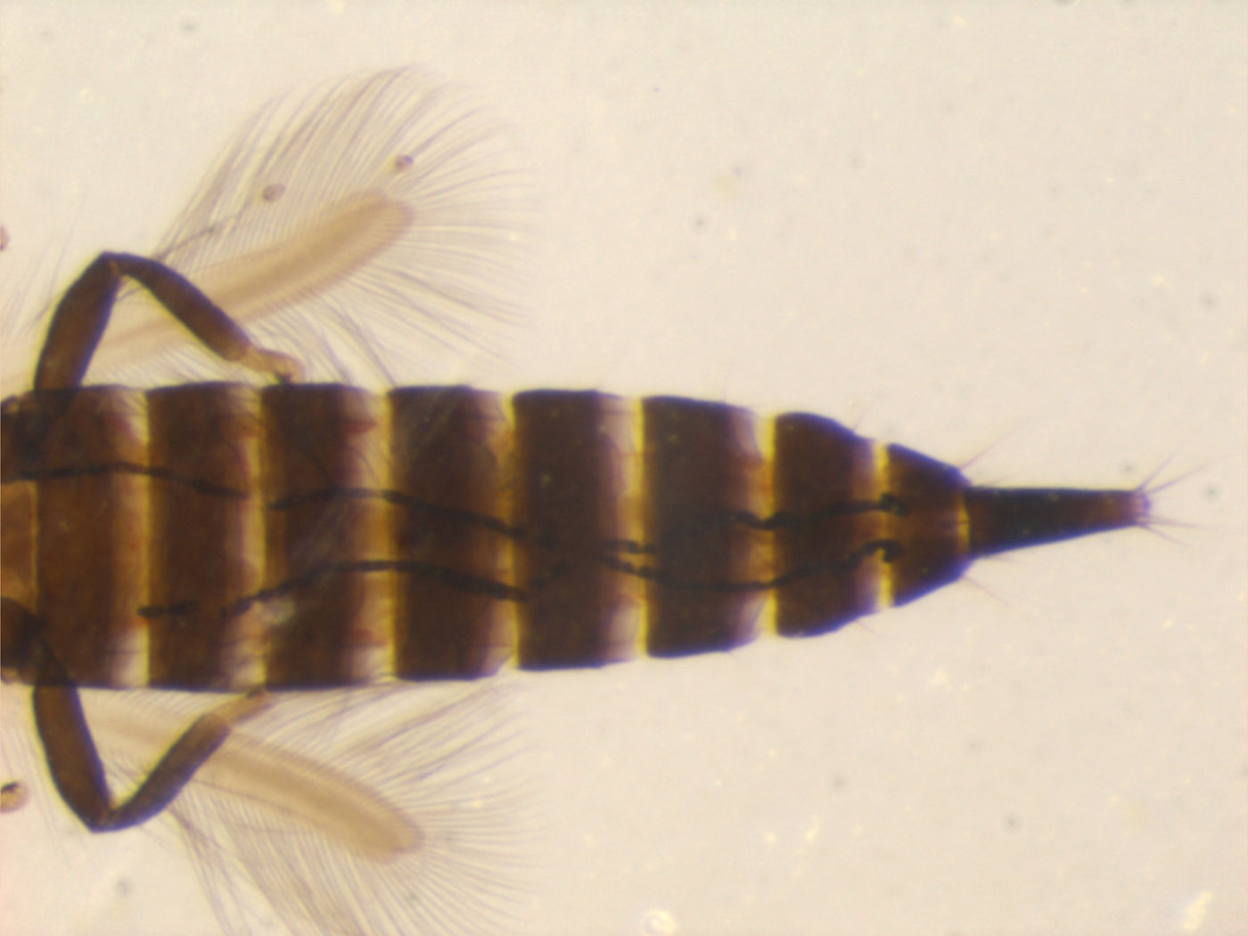 Gynaikothrips liliaceae image