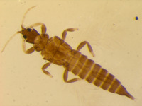 Gynaikothrips rotundus image