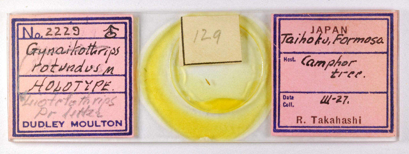 Gynaikothrips rotundus image