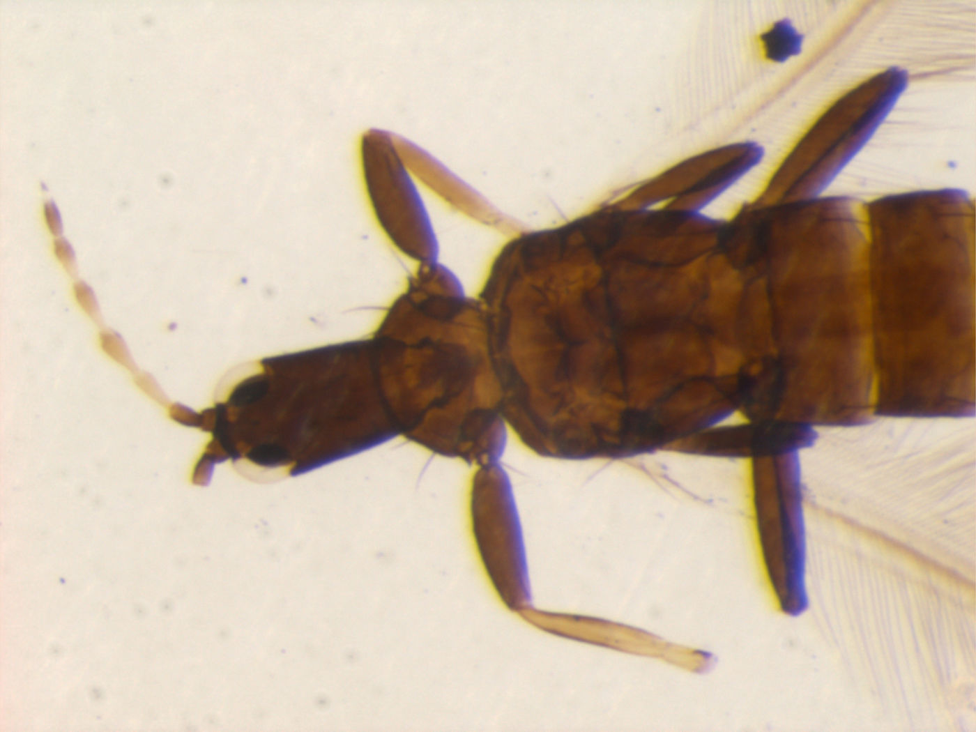 Gynaikothrips takahashii image