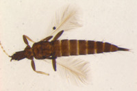 Gynaikothrips takahashii image