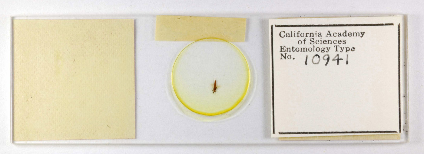 Phlaeothripidae image