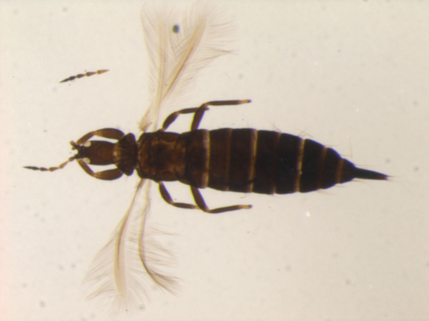 Gynaikothrips yuasai image