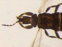Gynaikothrips yuasai image