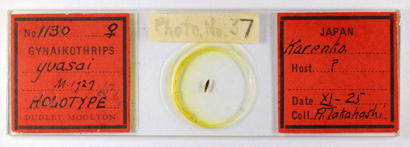 Gynaikothrips yuasai image