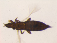 Haplothrips fuscipennis image