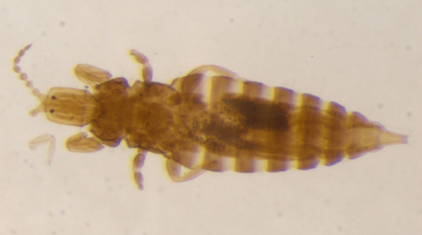 Hoplothrips fungosus image