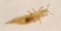 Hoplothrips fungosus image