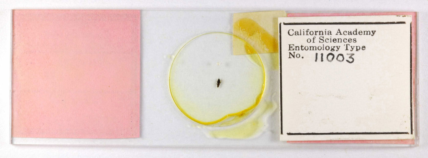 Liothrips malloti image