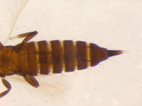 Liothrips malloti image