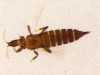 Liothrips malloti image