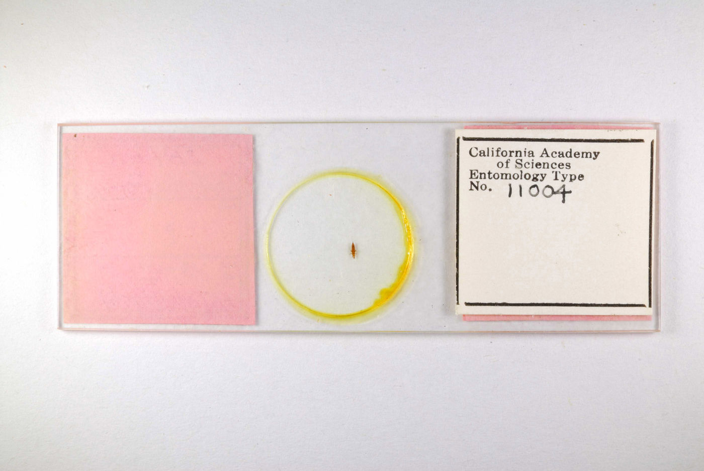 Liothrips malloti image