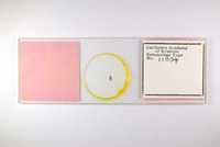 Liothrips malloti image