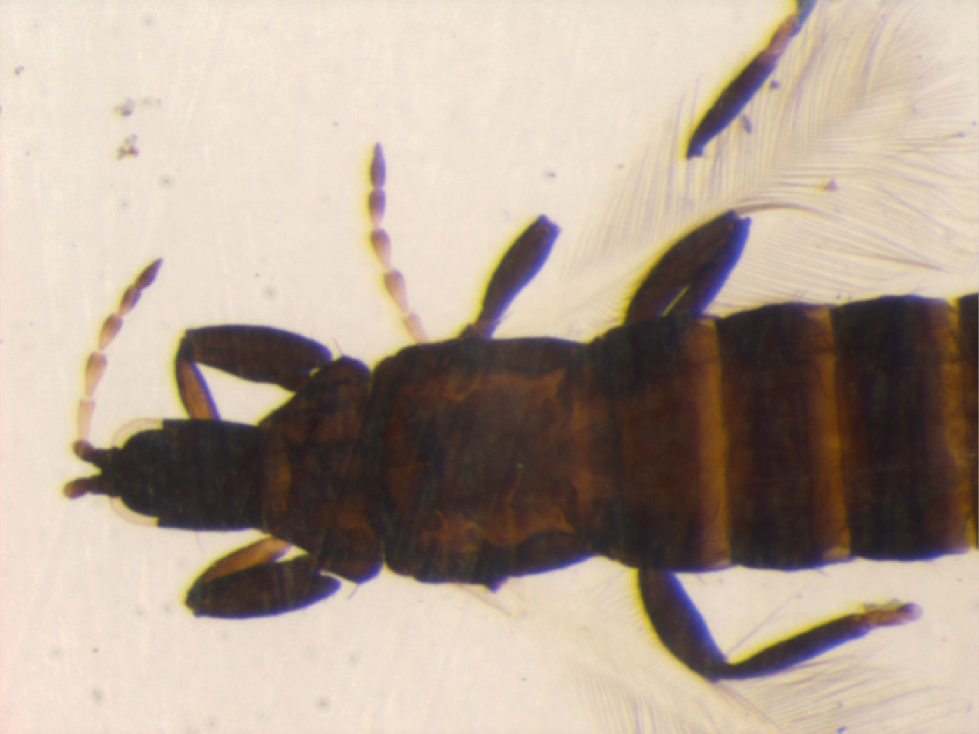 Liothrips terminaliae image