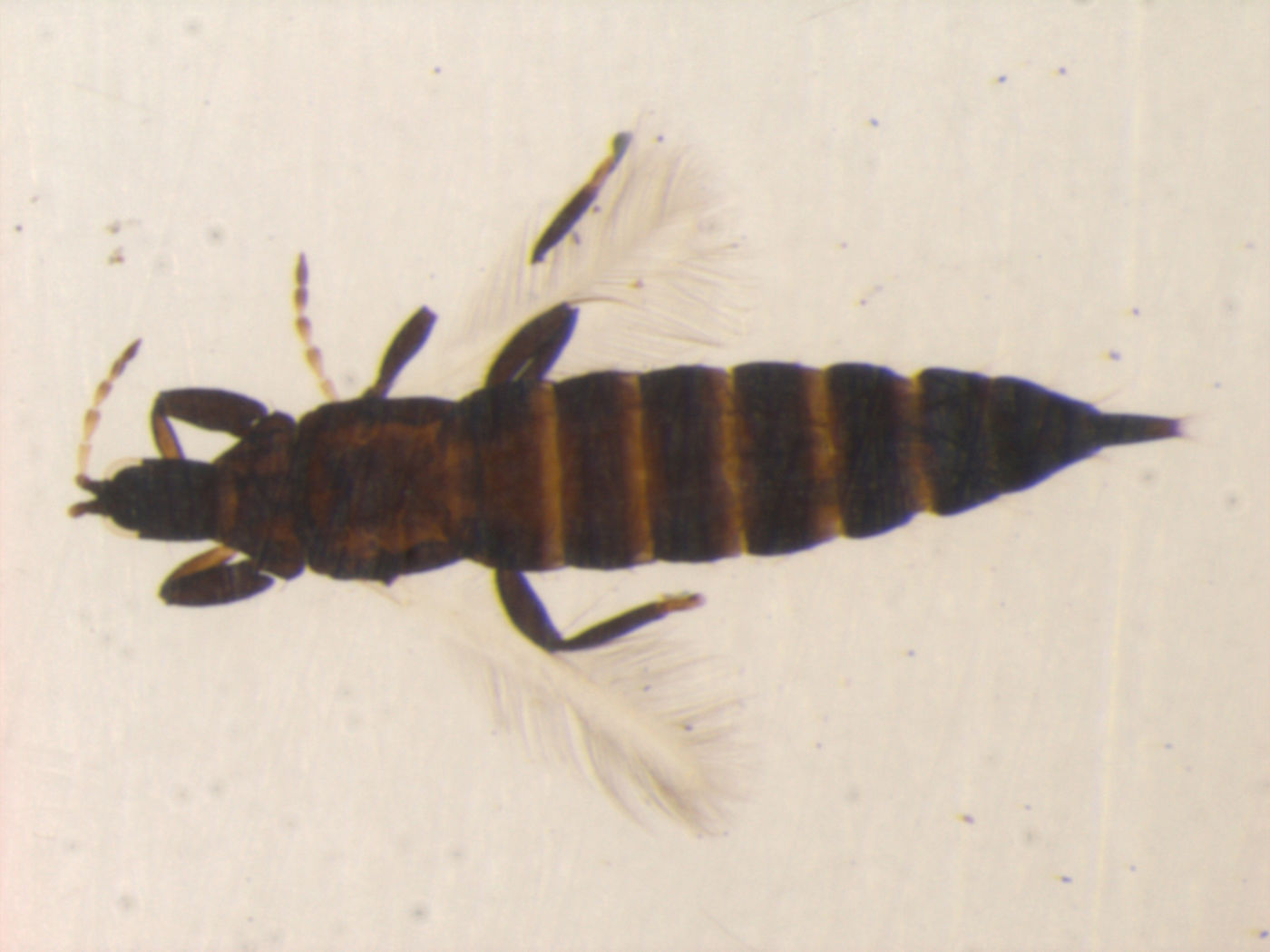 Liothrips terminaliae image