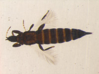Liothrips terminaliae image