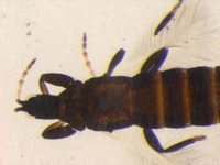 Liothrips terminaliae image