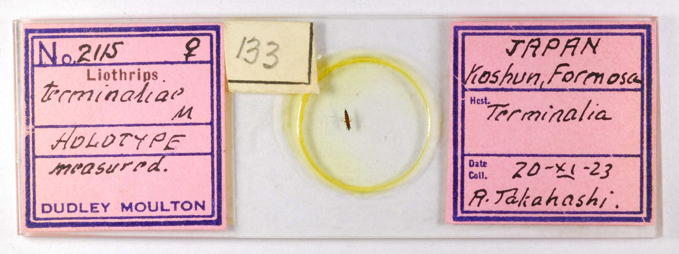 Liothrips terminaliae image