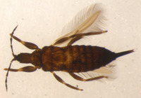 Machatothrips artocarpi image