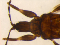 Image of Machatothrips artocarpi