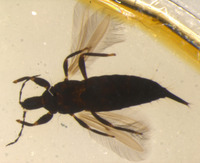Machatothrips celosiae image