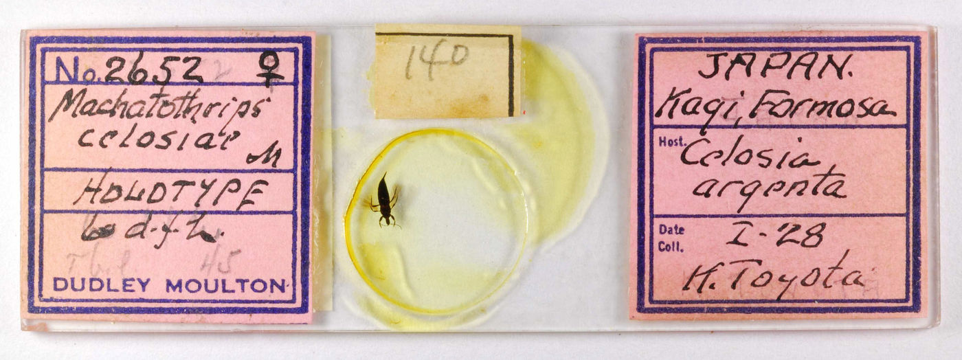 Machatothrips celosiae image
