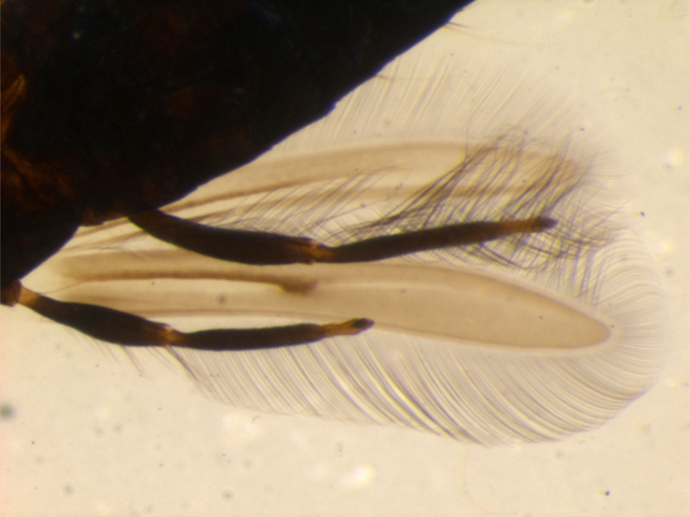 Machatothrips celosiae image