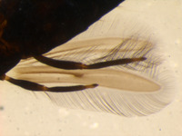 Machatothrips celosiae image