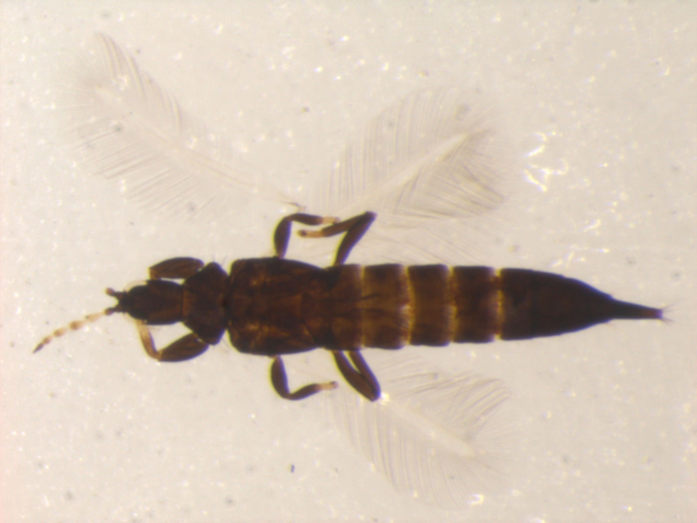 Mesothrips image