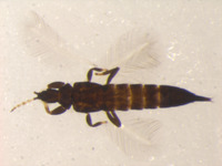 Mesothrips claripennis image