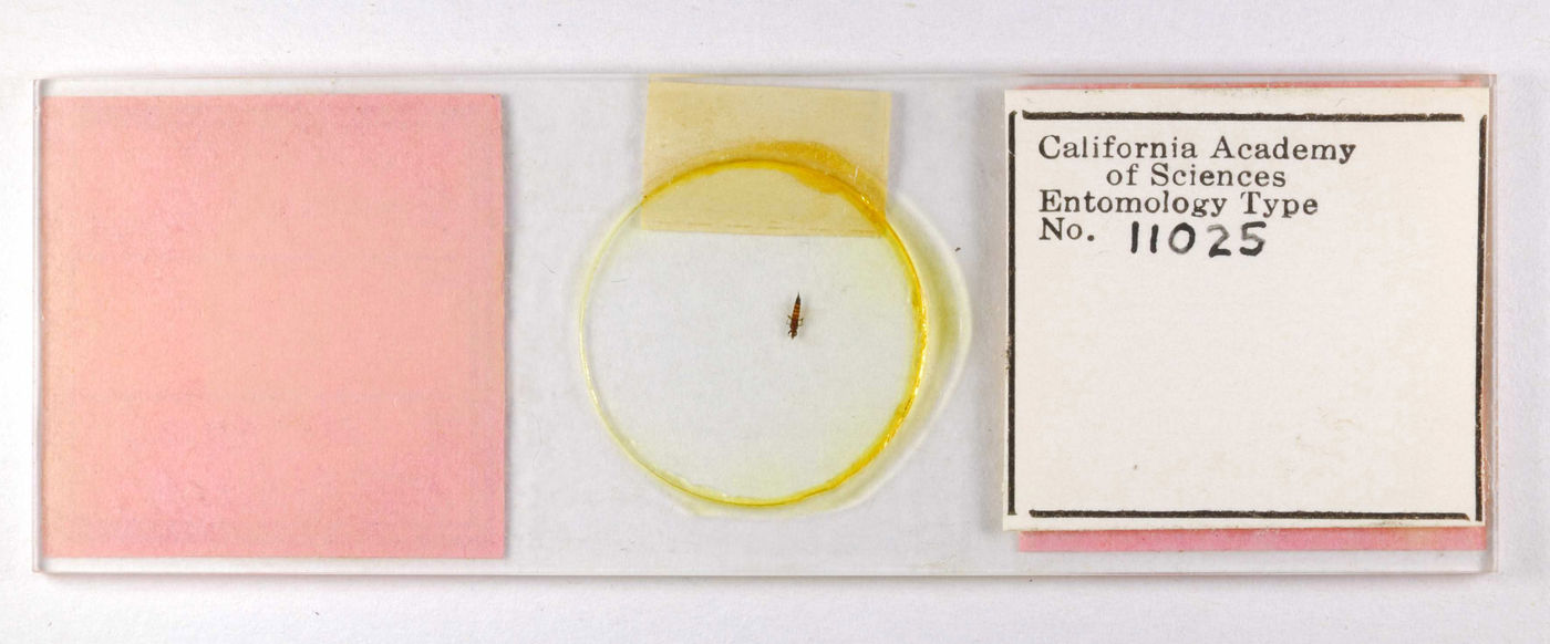 Mesothrips claripennis image