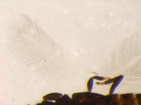 Mesothrips claripennis image