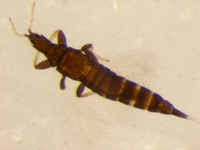 Image of Neoheegeria flavipes