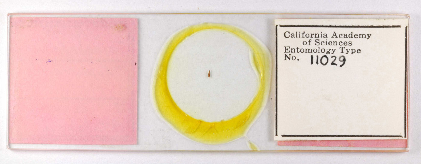 Phlaeothripidae image