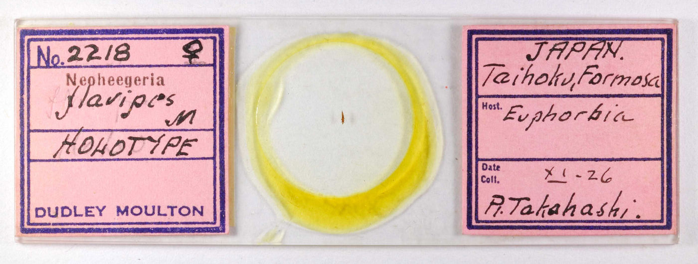 Neoheegeria flavipes image