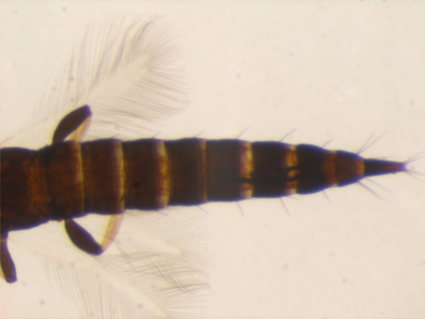 Neoheegeria macarangai image