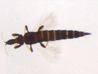Neoheegeria macarangai image