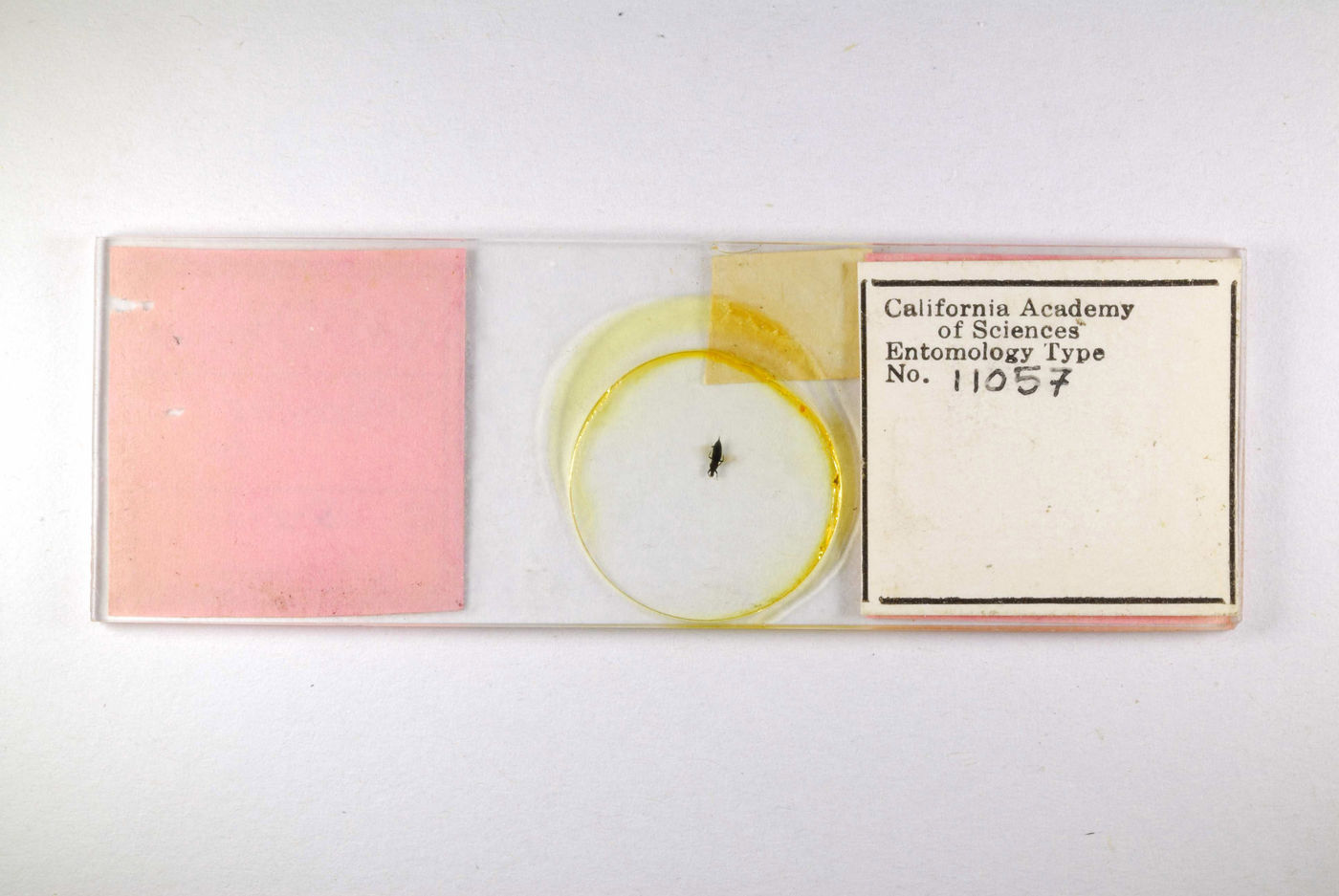Thysanoptera image