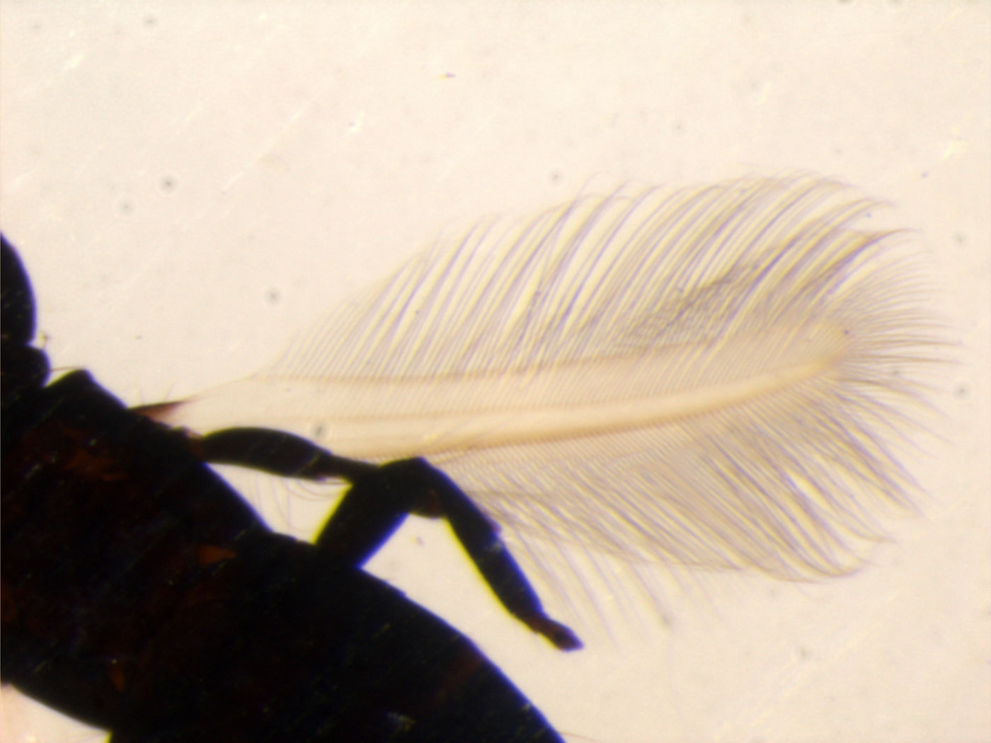 Rhynchothrips machili image