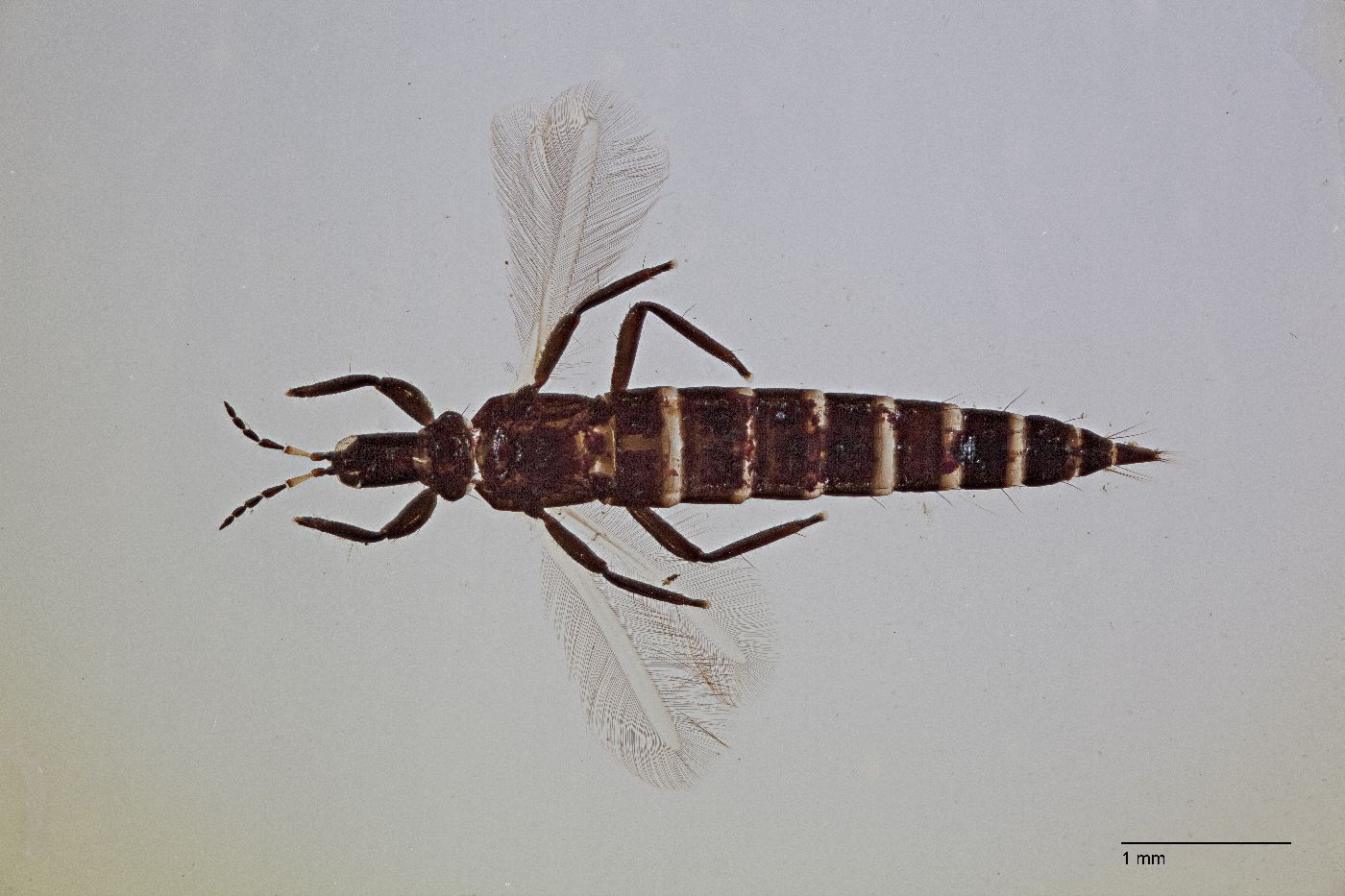 Thysanoptera image