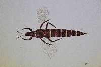 Trybomia mendesi image