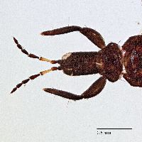 Trybomia mendesi image