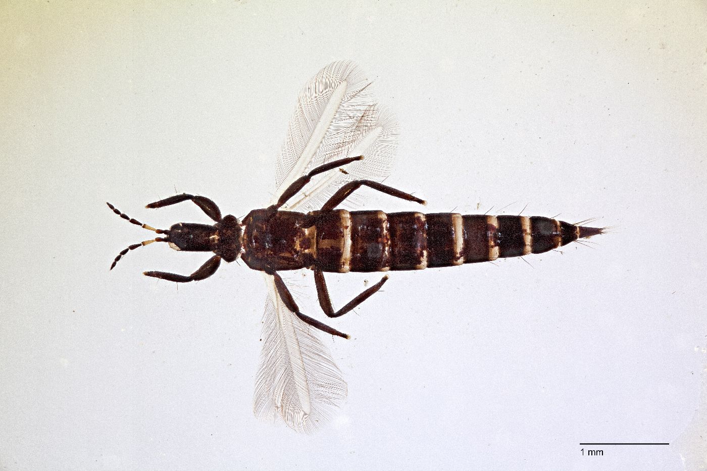 Trybomia mendesi image