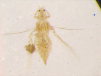 Chaetanaphothrips taiwanus image