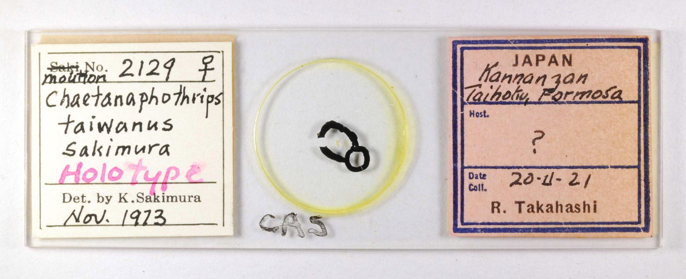 Chaetanaphothrips image