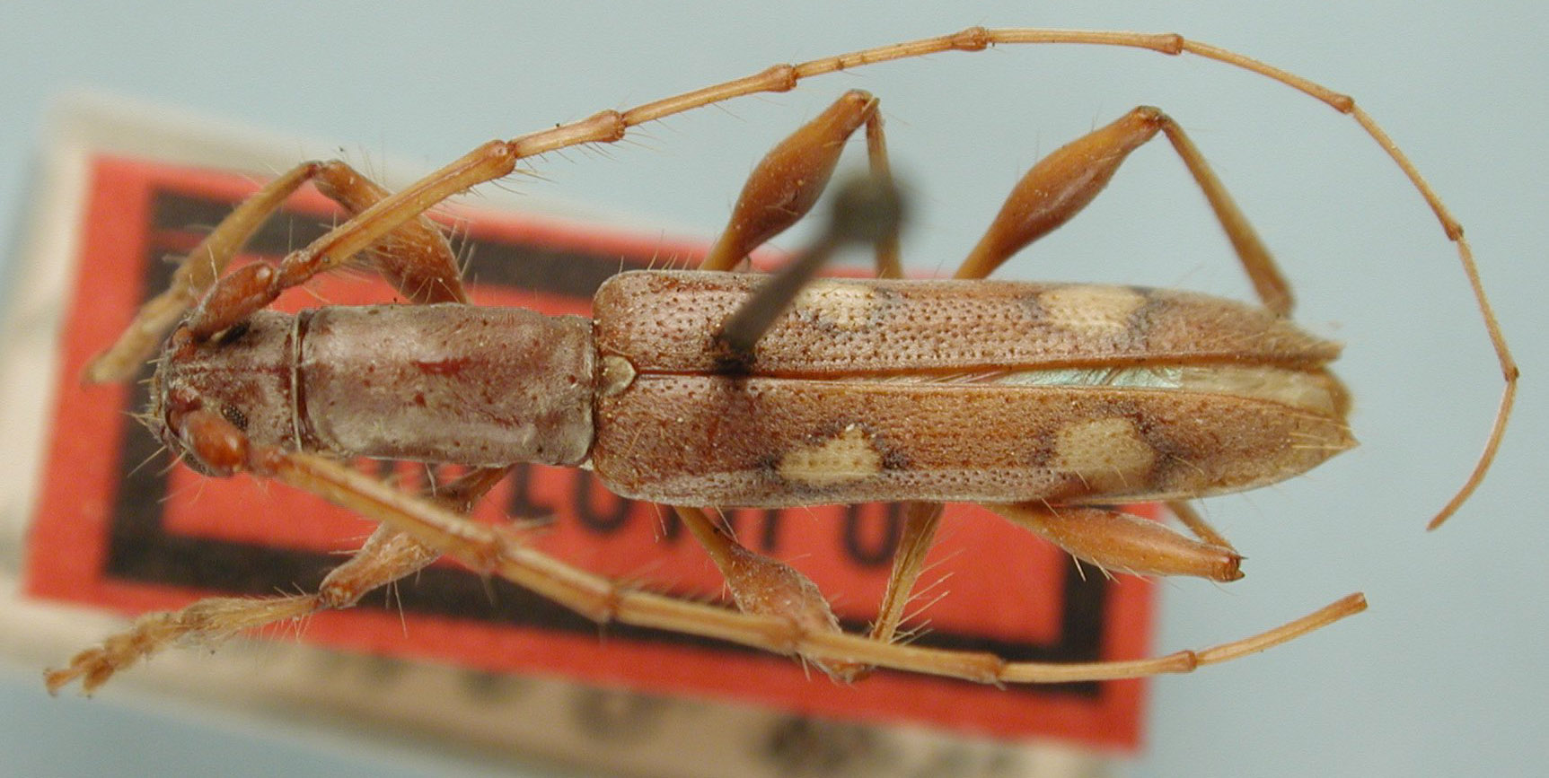 Neocompsa intricata image