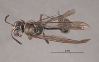 Pseneo leytensis image