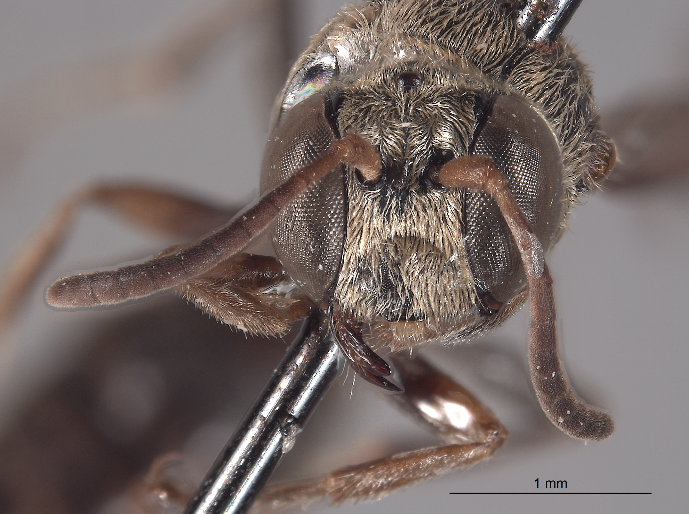 Pseneo leytensis image